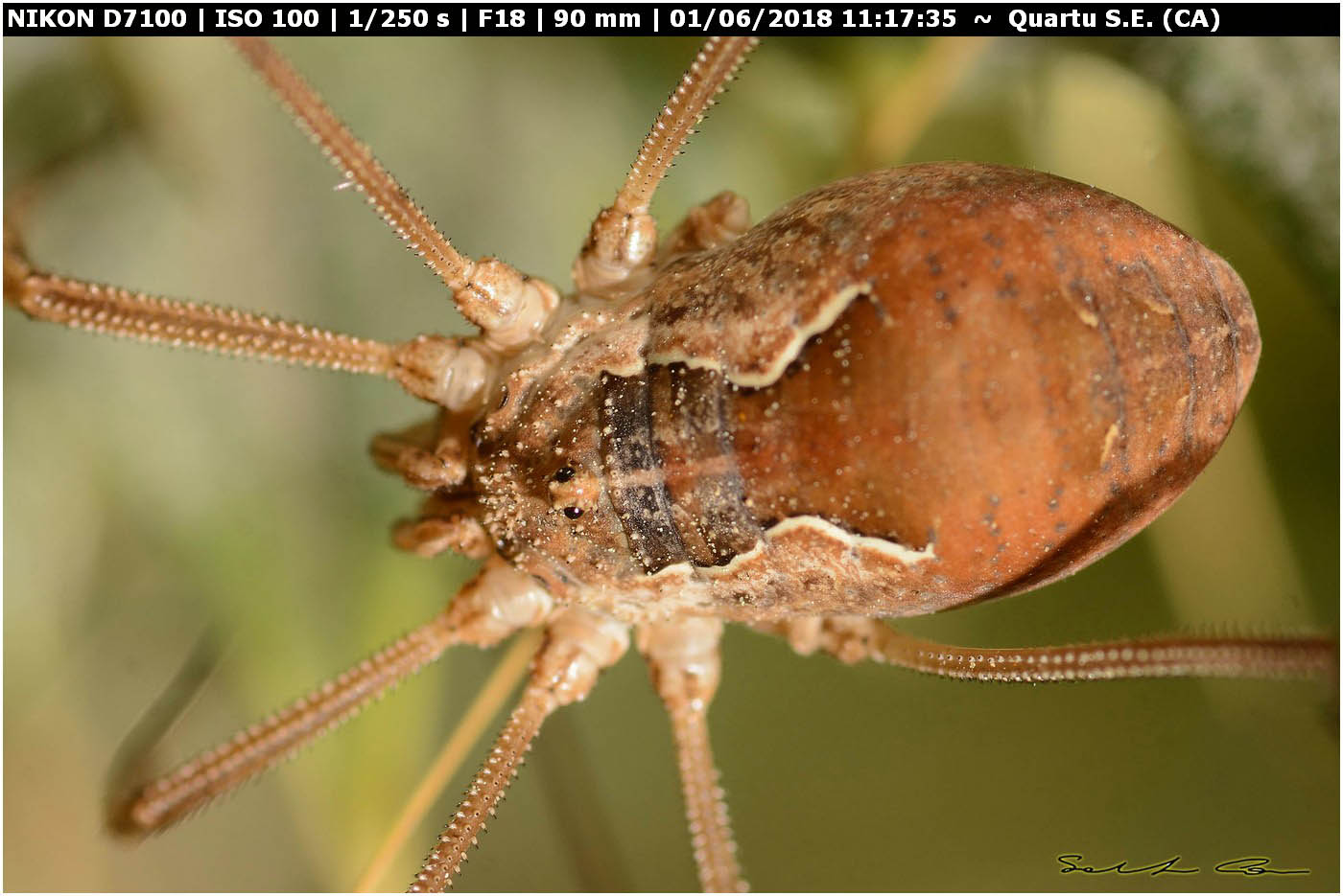 Metaphalangium cirtanum (C.L.Koch 1839) Phalangiidae. Variabilit del pattern